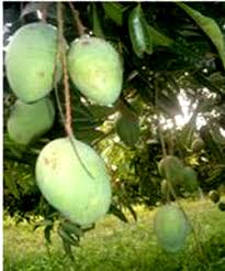 Mango 3