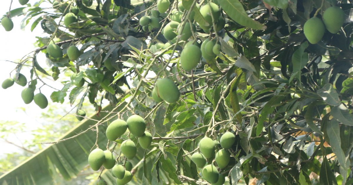 Mango 6