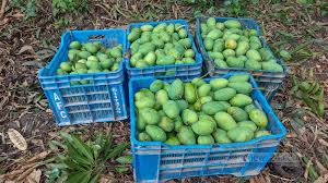 Mango 1