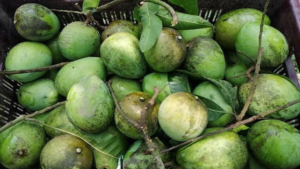 Mango 2