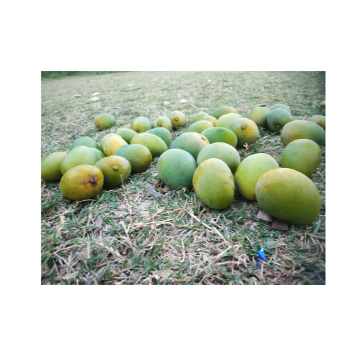 Mango 4